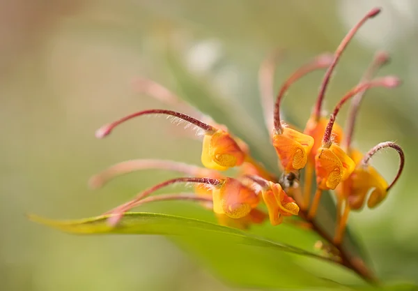Nahaufnahme der australischen Wildblume grevillea venusta — Stockfoto