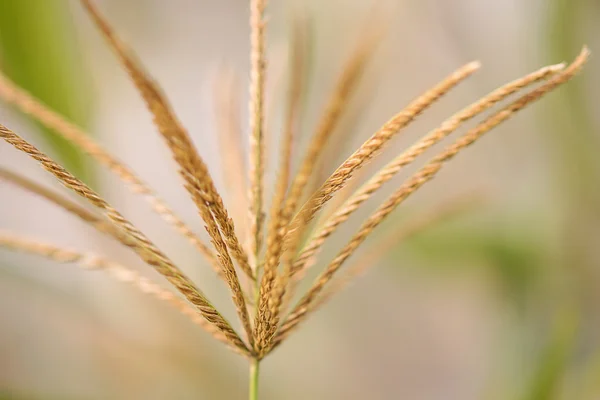 Rhodes Grass in Detail — Stock Photo, Image