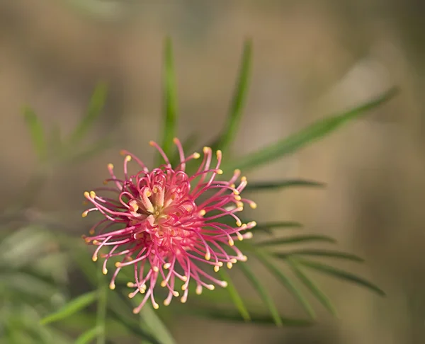 Grevillea είδη μια αυστραλιανή αγριολούλουδα Royalty Free Εικόνες Αρχείου