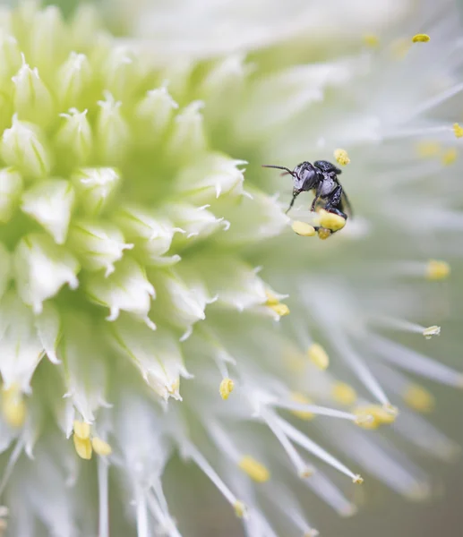 Minuto australiano nativo abeja sin aguijón — Foto de Stock