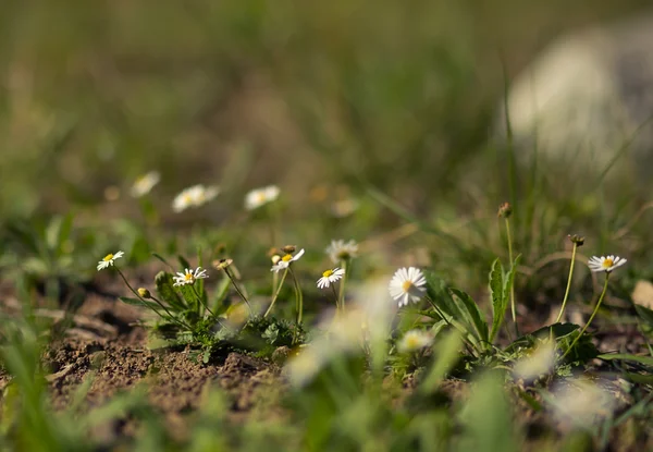 Μικρό λευκό Αυστραλίας αγριολούλουδα Asteraceae — Φωτογραφία Αρχείου