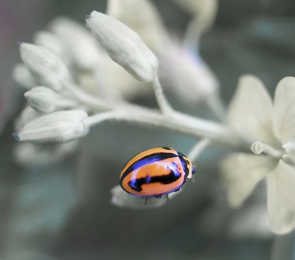 Леді жука Coccinellidae сонечко Ліцензійні Стокові Зображення