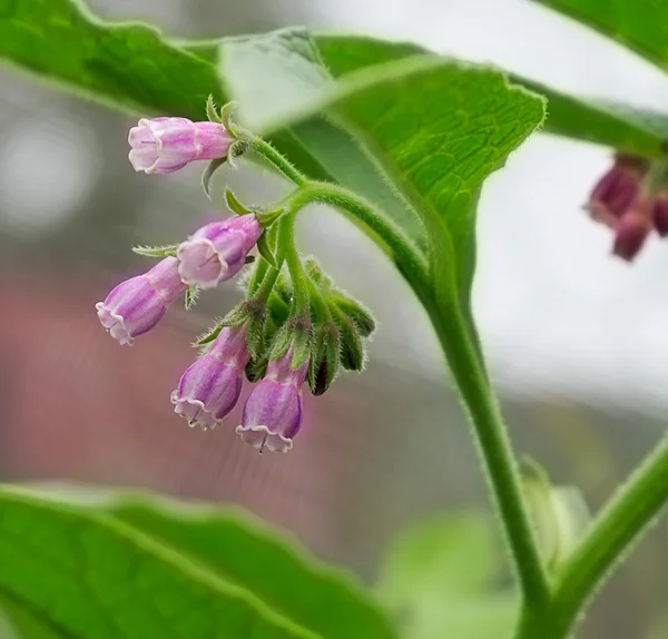 Comfrey comphrey flowers in Spring — Stock Photo, Image