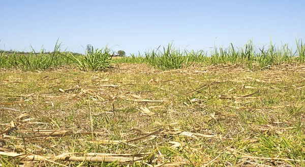 Australian Sugarcane Plantation After Harvest — Stock Photo, Image