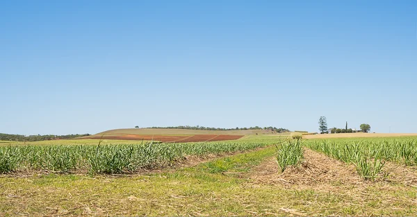 Australian Sugarcane Plantation in Spring — Stock Photo, Image