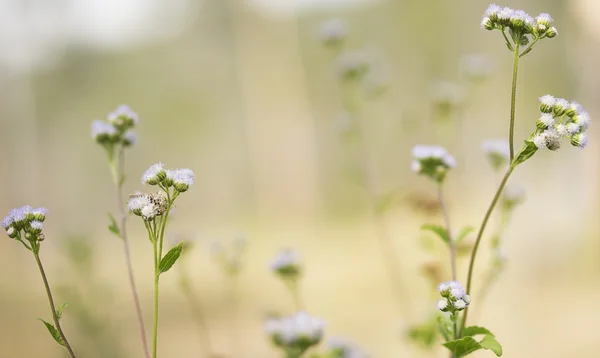 Australischen Frühling Hintergrund wild Feld Blumen — Stockfoto