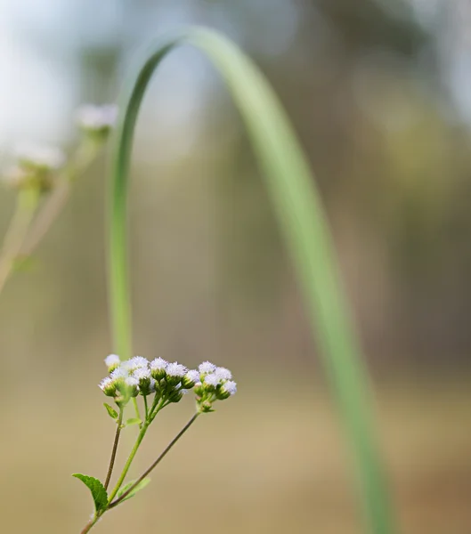 Frühling floralen Hintergrund — Stockfoto