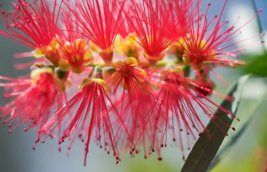 Bahar çiçek Avustralya Callistemon Kaptan Cook