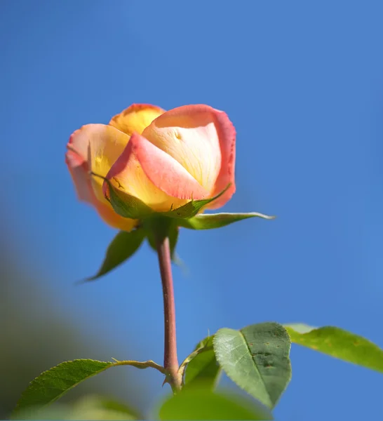 Printemps Skyline Ciel Bleu avec Fleur Rose — Photo