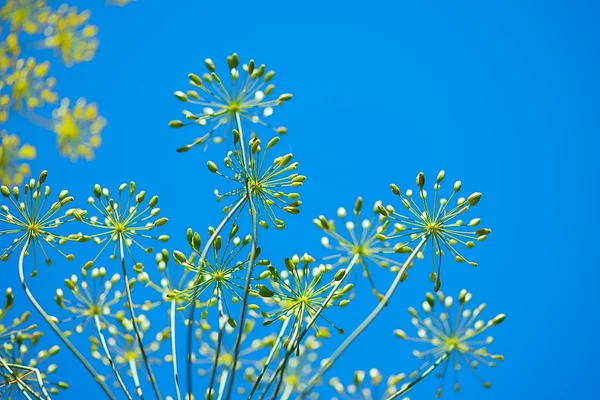 Ciel bleu Printemps Fond floral — Photo