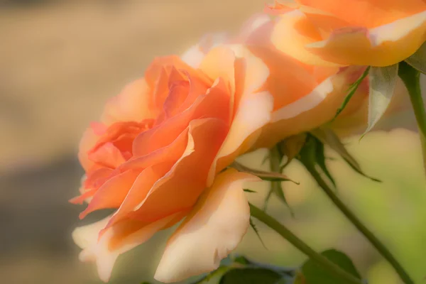 Vacker vår rose — Stockfoto