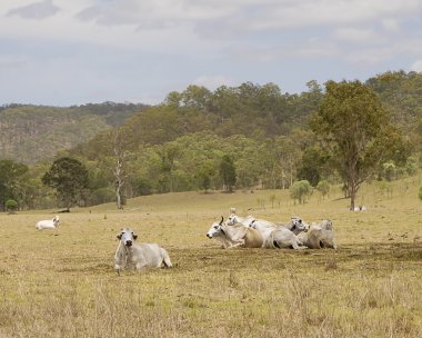 Avustralya peyzaj Inekler 