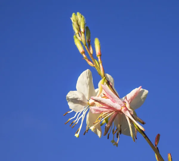 Flor de primavera Gaura — Fotografia de Stock