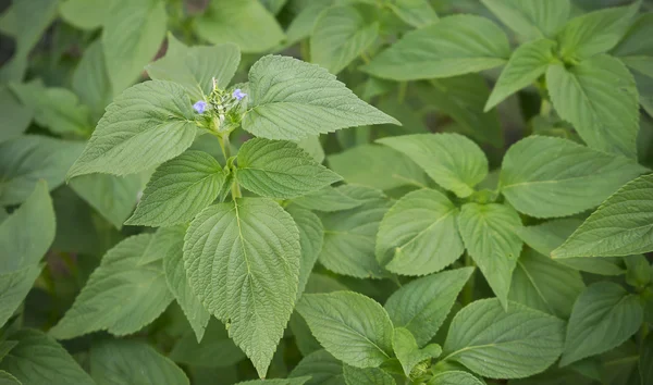 Spring Foliage of Salvia Chia — Stock Photo, Image