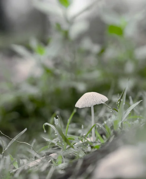 Champignon en croissance — Photo