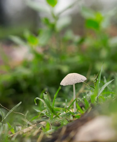 Cogumelo emerge após a chuva de primavera — Fotografia de Stock