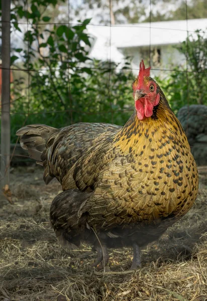 Bantam Gallina — Foto Stock