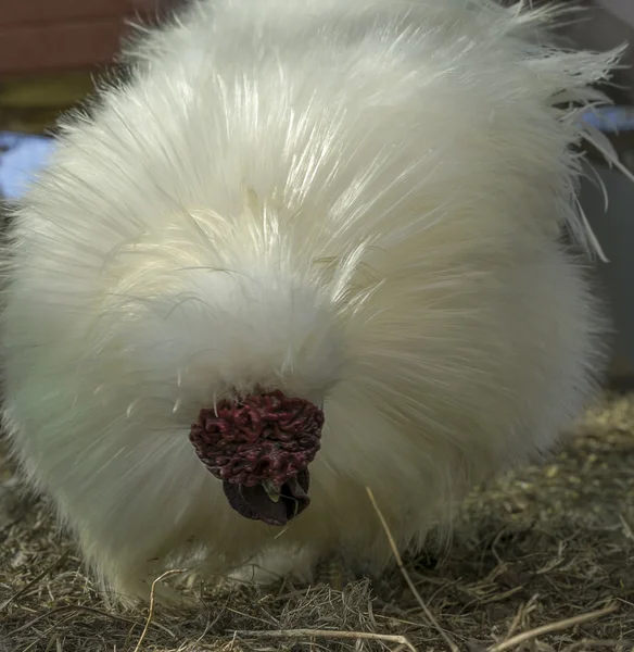 Suave sedoso, Silkie Chinese Rooster —  Fotos de Stock