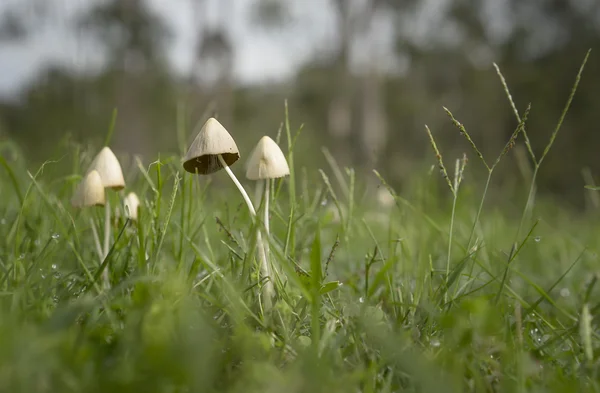 Cogumelos pequenos após chuva de verão — Fotografia de Stock