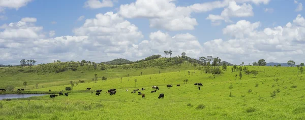 Australische Landwirtschaft Rinderzucht — Stockfoto