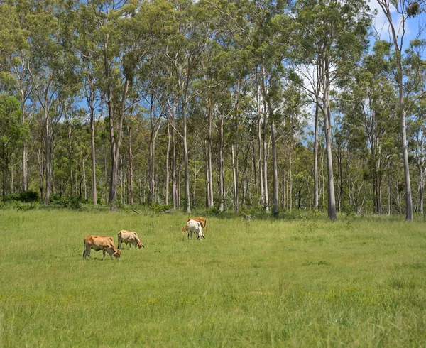 Australische platteland Bush scène — Stockfoto