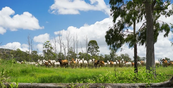 Australische landschap met kudde van runderen — Stockfoto