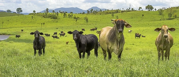 Agricultura Australiana Carne de vacuno Panorama Paisaje —  Fotos de Stock