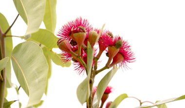 Australian Eucalyptus ptychocarpa red flowering bloodwood clipart