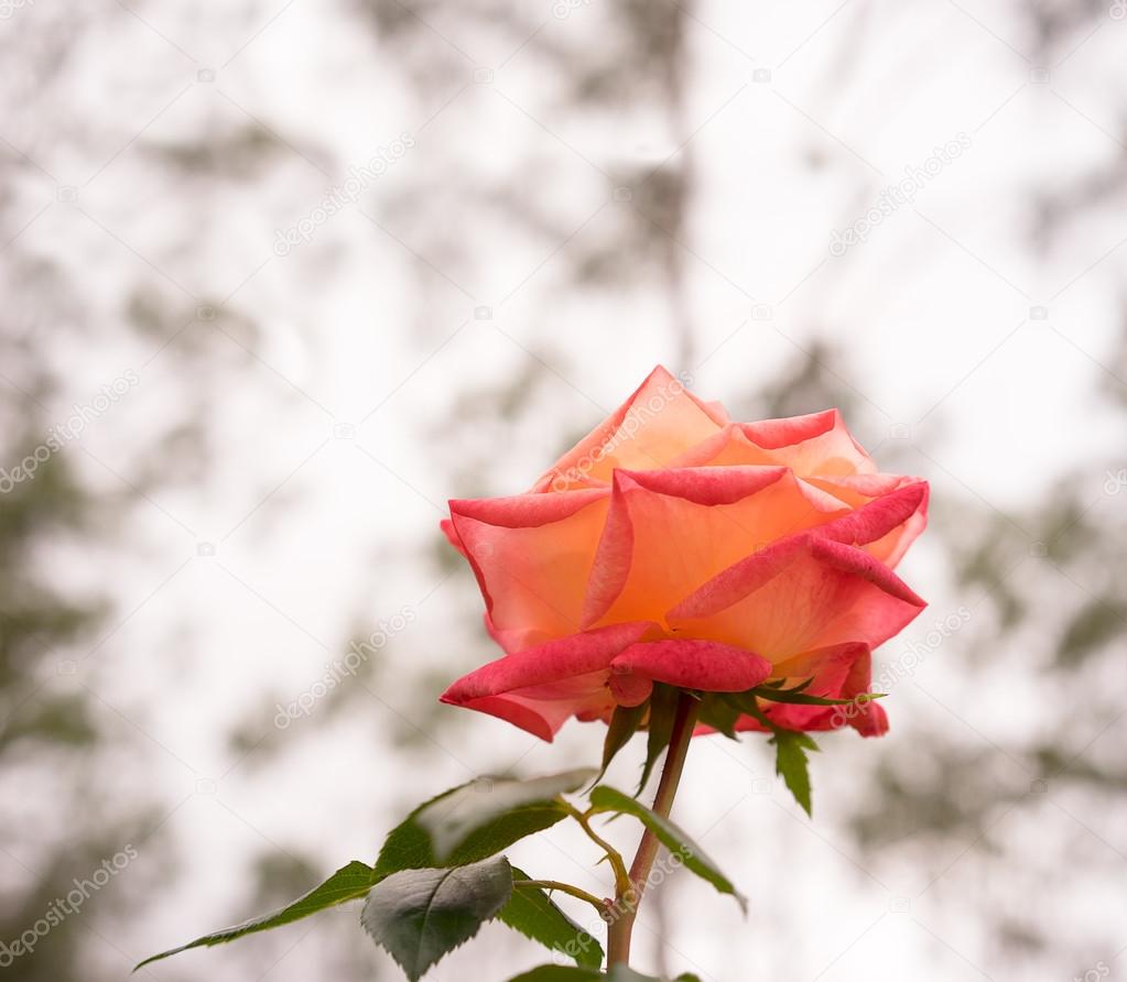 Rose flower background with neutral copy space