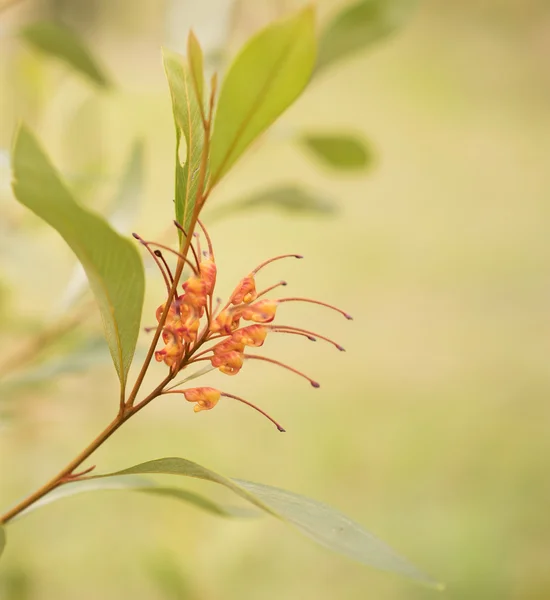 Flor silvestre nativa australiana Grevillea spider flower — Foto de Stock