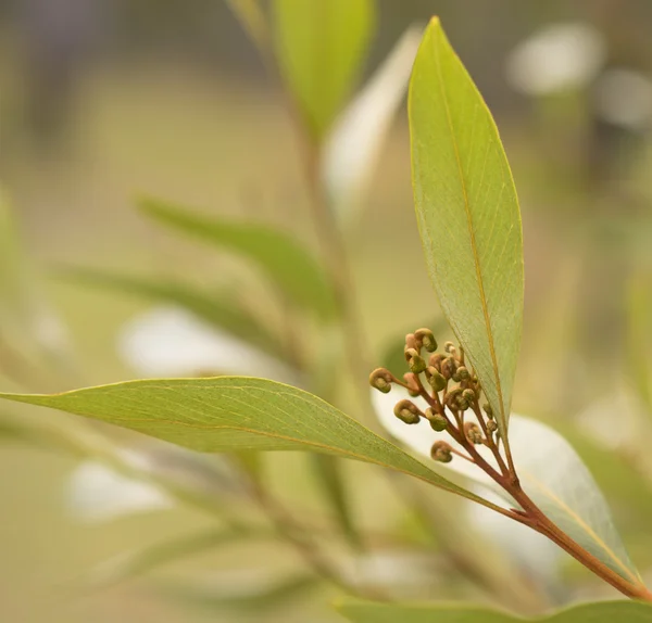Australian wildflower Grevillea buds — Stock Photo, Image