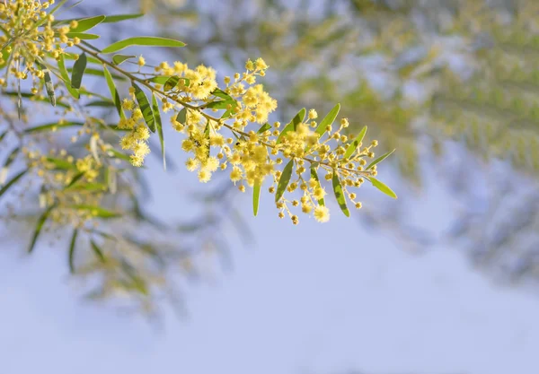 Flori de primăvară galbene australiene Acacia fimbriata Brisbane Golde — Fotografie, imagine de stoc