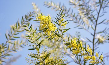 Avustralya sarı wattle akasya fimbriata Brisbane altın çiçekler