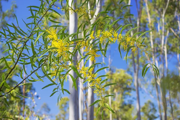 Baharda Avustralya Golden Wattle güneş ışığı bir sıçrama