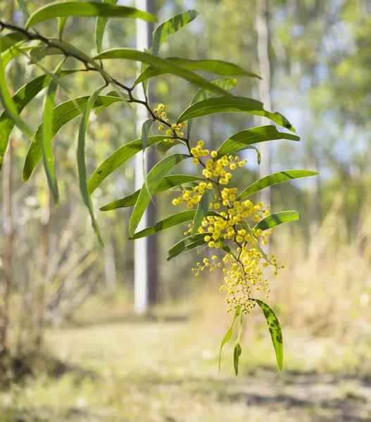 Zig-zag australiano iluminado pelo sol Wattle Flower Acacia macradenia — Fotografia de Stock