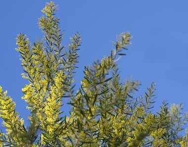 İkonik Avustralya Bahar kır çiçeği altın Wattle