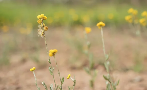 Australischen Frühling Wildblumen Hintergrund gelb Billy Knöpfe wo — Stockfoto