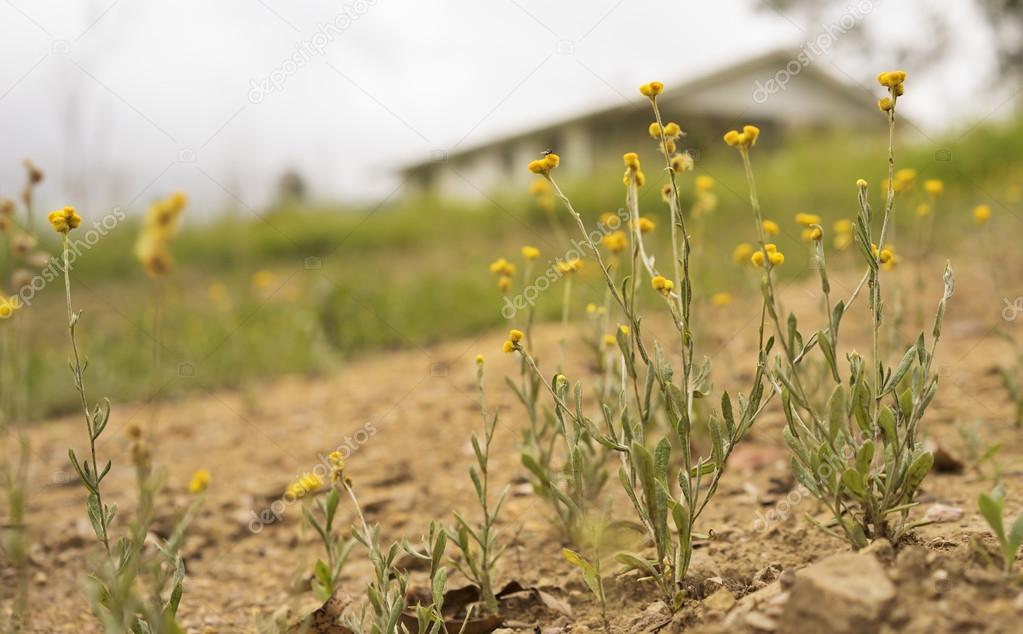 Australian wild flowers landscape background yellow Billy Button