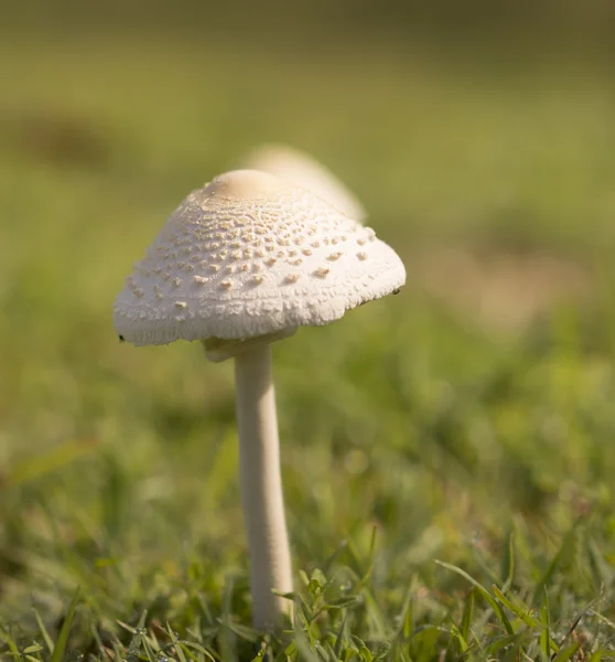 Champignon émerge après la pluie printanière — Photo