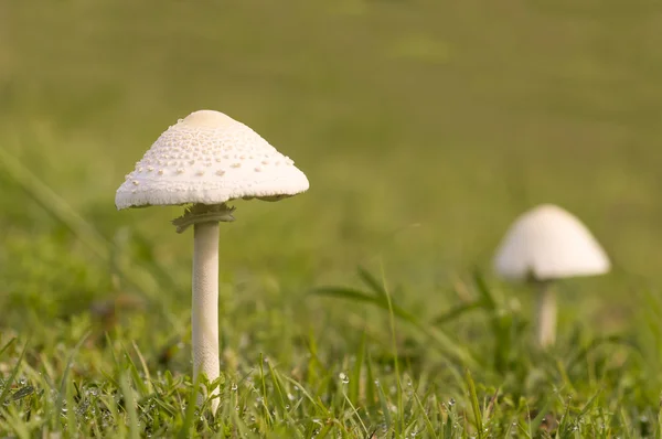 Cogumelos emergem após a chuva — Fotografia de Stock