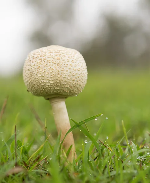 Cogumelo da temporada chuvosa de Queensland em grama molhada — Fotografia de Stock