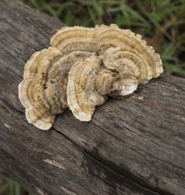 Australian Polypore Mushroom Trametes versicolor clipart