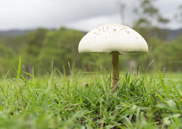 Paysage couvert du Queensland avec champignons — Photo