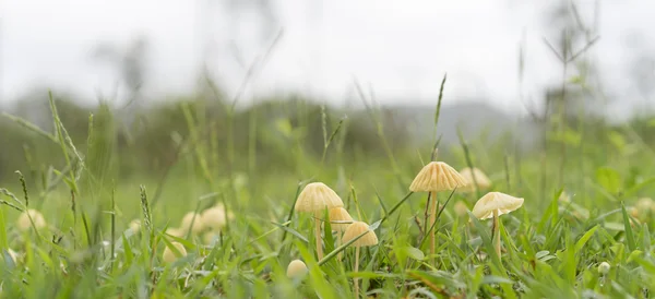 Panorama Australiano Panorama Veduta di piccoli funghi in verde g — Foto Stock