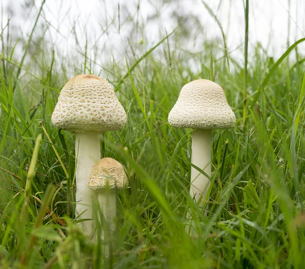 Australia Tre funghi ombrelloni in erba Long Green — Foto Stock