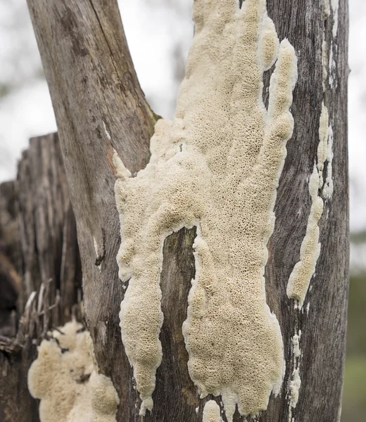 Australian Polypore Fungus Growing on Eucalypt Stump — Stock Photo, Image