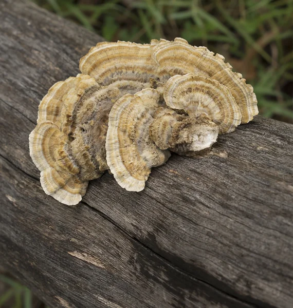 Australian poliporo cogumelo Trametes versicolor — Fotografia de Stock