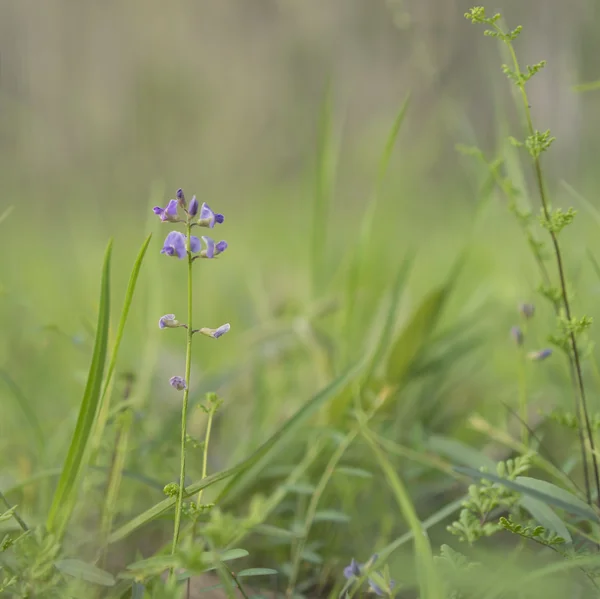 Australský fialové Wildflower glycin Tabacina — Stock fotografie