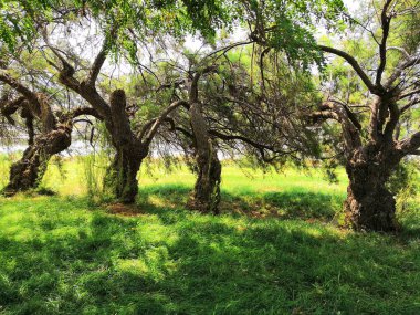 old branching trees. Spring meadow with big tree with fresh green leaves