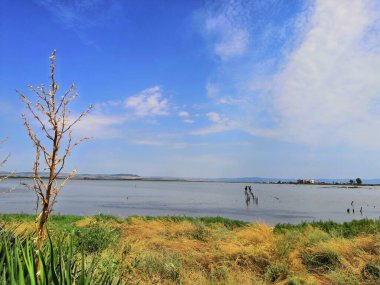 salt lake Bulgaria. flock of birds pink flamingo walking on the blue salt lake of Bulgaria in the city of Pomorie, the concept of romance delicate background of love